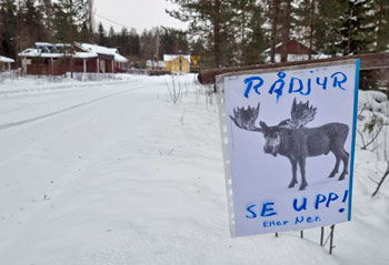 Tords rådjur